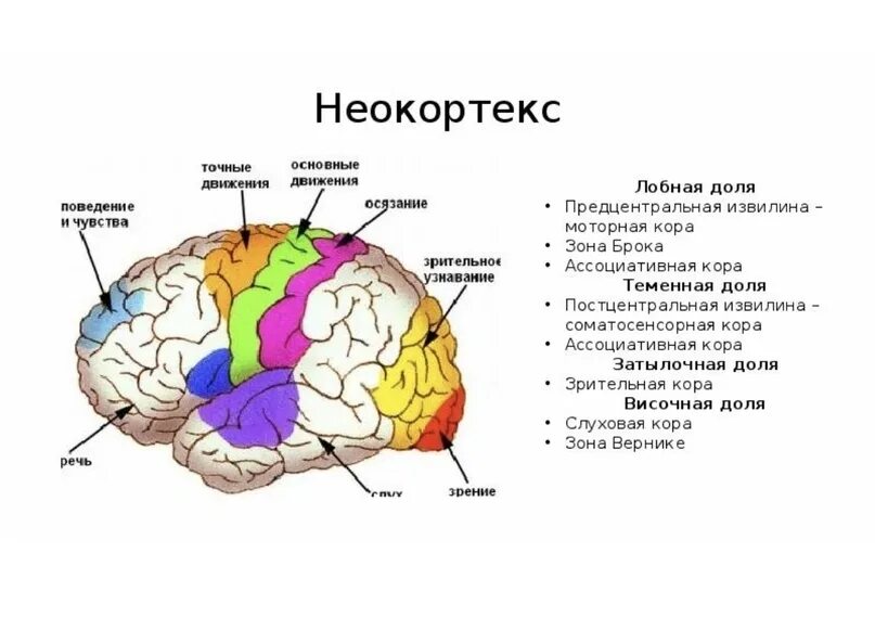Строение головного мозга + неокортекс. Неокортекс области коры головного мозга. Функции зоны неокортекса головного мозга.