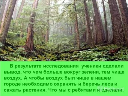В тишине глубокий лес