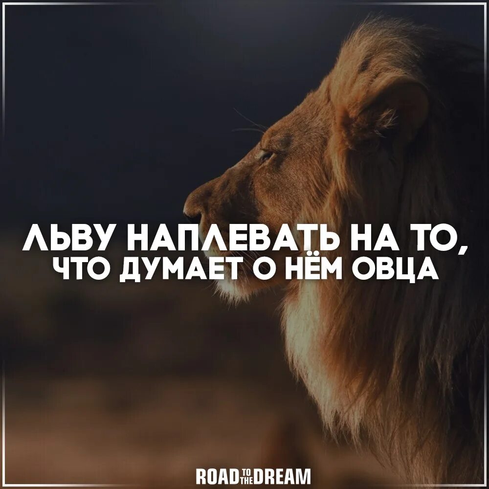 Мнение не волнует. Льву плевать на мнение овец. Льву наплевать на то что думает о нем овцы. Львы наплевать о чем думают о нем овцы. Льву наплевать на мнение.