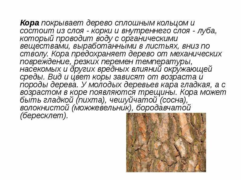 Описание коры дерева. Структура коры дерева. Почему зимой металл на ощупь холоднее дерева