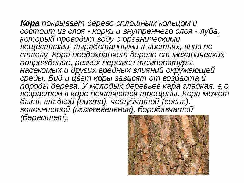 Какое на ощупь дерево