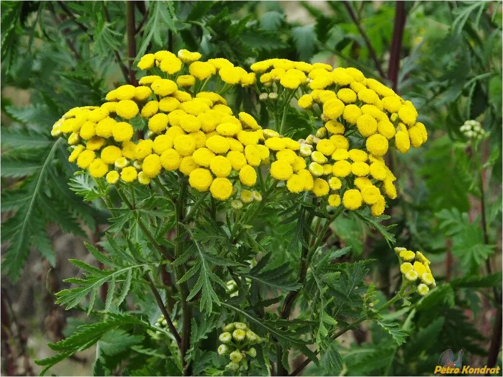 Пижма обыкновенная. Пижма обыкновенная (Tanacetum vulgare). Tanacetum vulgare l. пижма обыкновенная. Пижма гуронская.