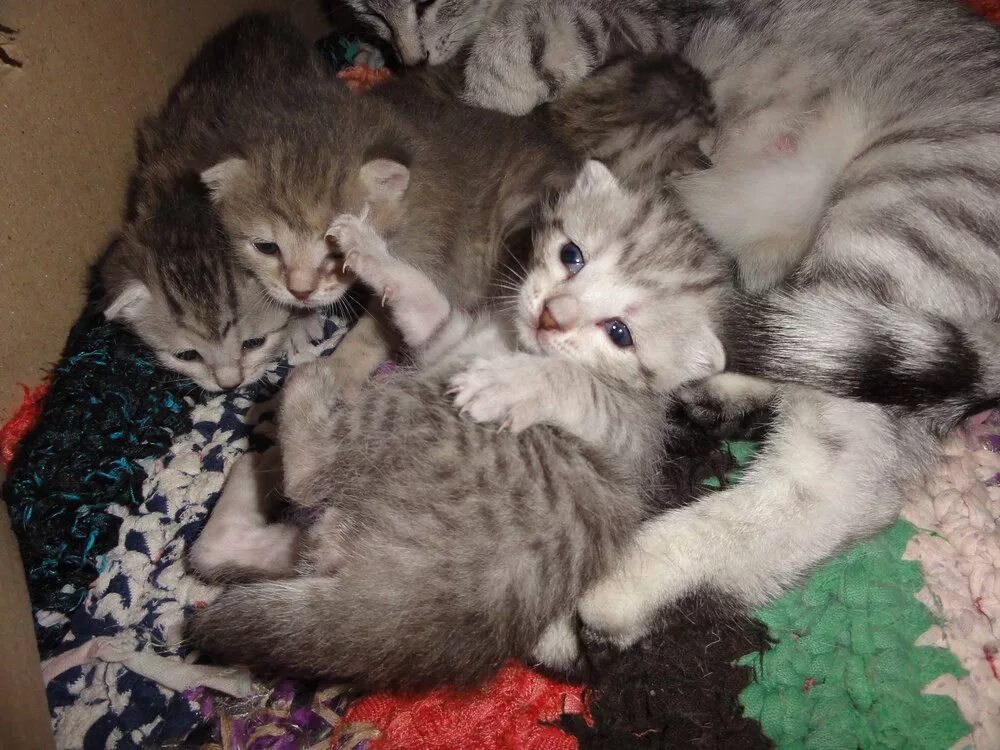 2х недельный котенок. Котенок две недели. Двухнедельные котята. 2х недельный котенок. Котята 2 недели.