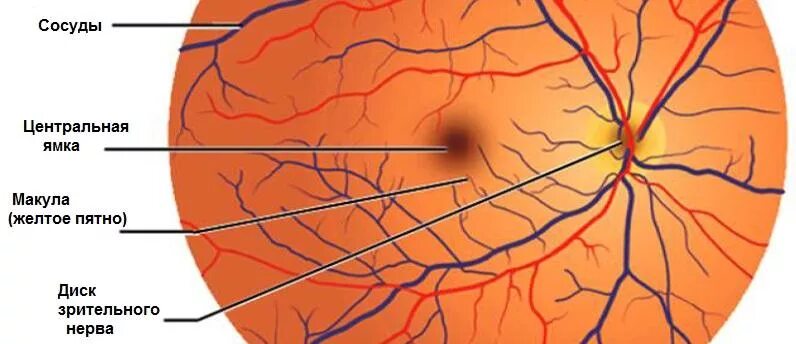 Желтое пятно. Сетчатка желтое пятно макула. Центральная ямка желтое пятно сетчатки. Строение желтого пятна сетчатки.
