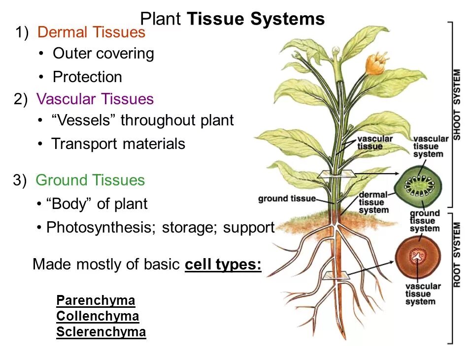 Plant Tissues. Tissue of Plants Vascular. Vascular Tissue. Covering Tissue Plants.