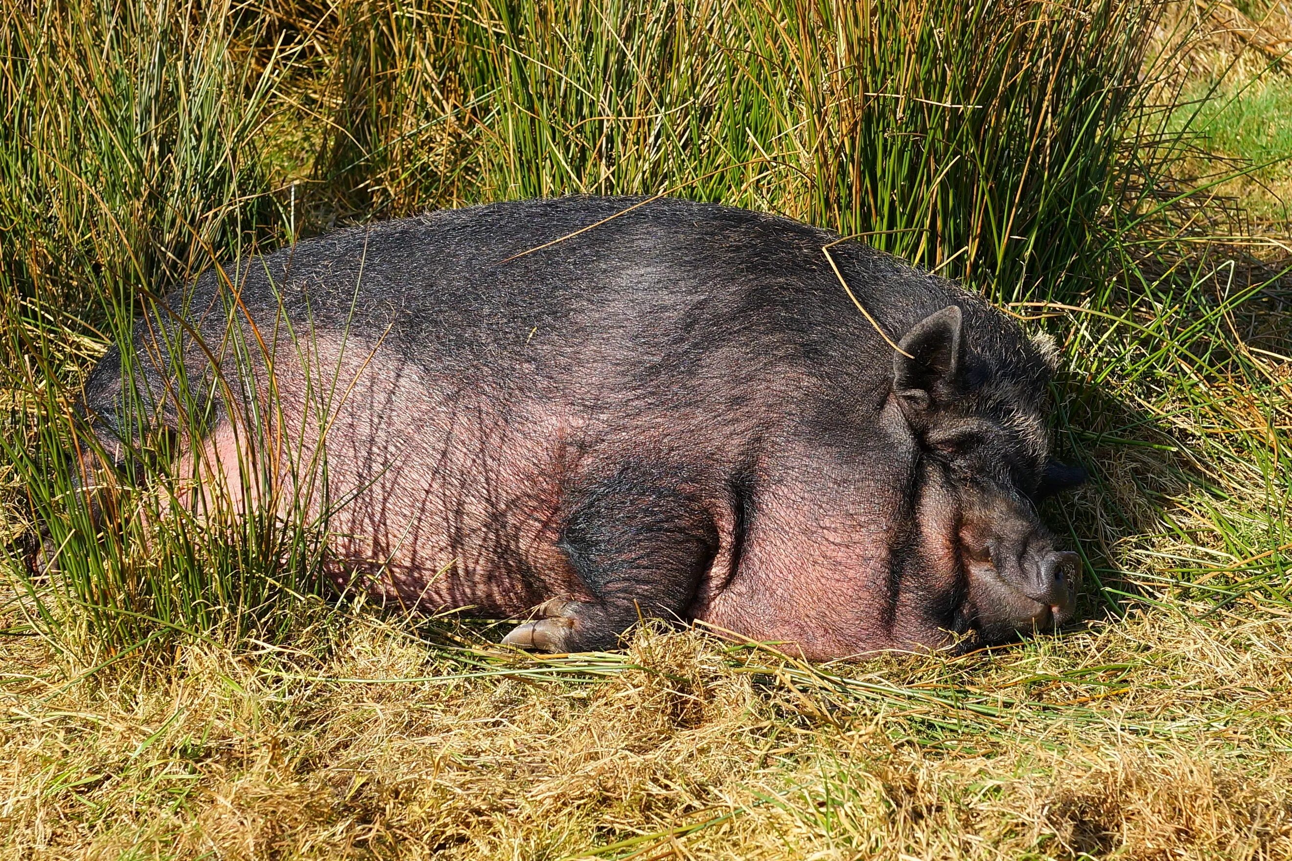 Кабан Вепрь секач 600 кг. Свинья. Кабан домашний. Кабан и свинья. Pig свинья