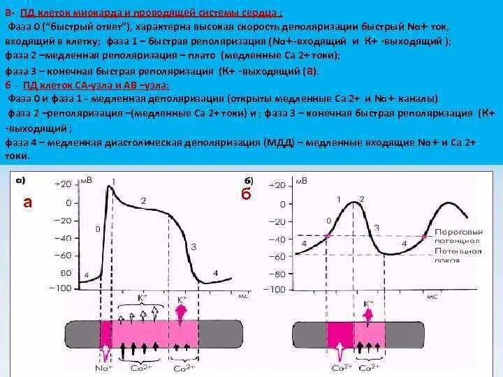 Генерация потенциала действия в проводящей системе сердца. Потенциал действия (Пд) миокарда. Потенциал действия атипичных клеток миокарда. Потенциал действия кардиомиоцитов и клеток проводящей.