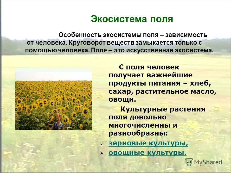 Примеры искусственных растительных сообществ. Экосистема поля. природное сообщество поле. поле искусственная экосистема. экосистема пшеничного поля.