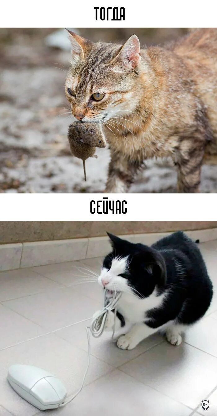 Коты раньше коты сейчас. Кошки раньше и сейчас. жизнь кошек. кот раньше и сейчас мем.