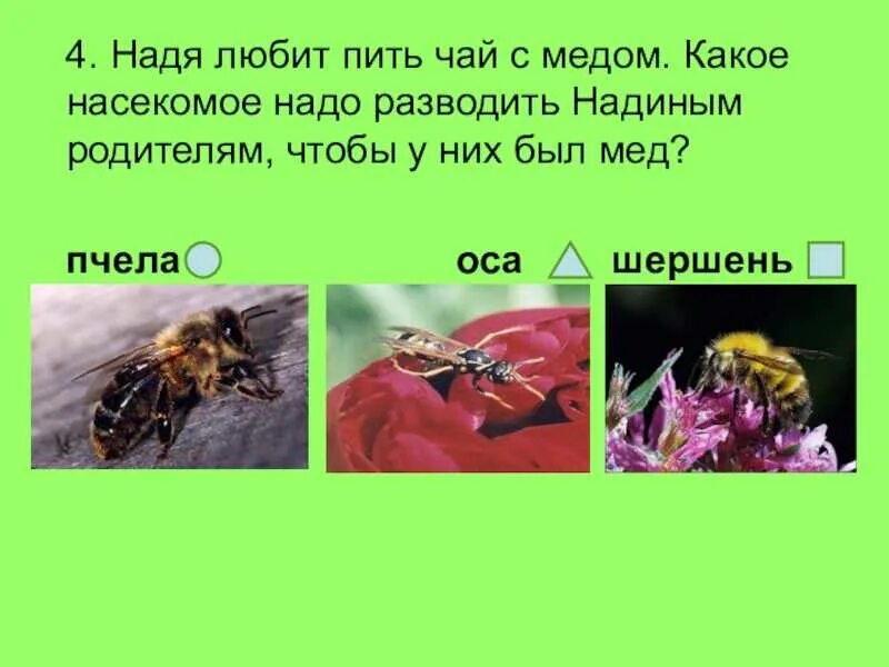 Каких насекомых разводят. Каких домашних насекомых разводят люди. Какие насекомые разводят и употреблять. Насекомые которых разводит человек.