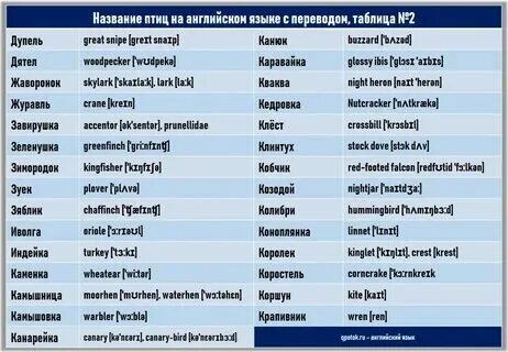 Пташка перевод. Пташка перевод. Название птиц на букву с. Названия птиц на английском языке. Пташка перевод.