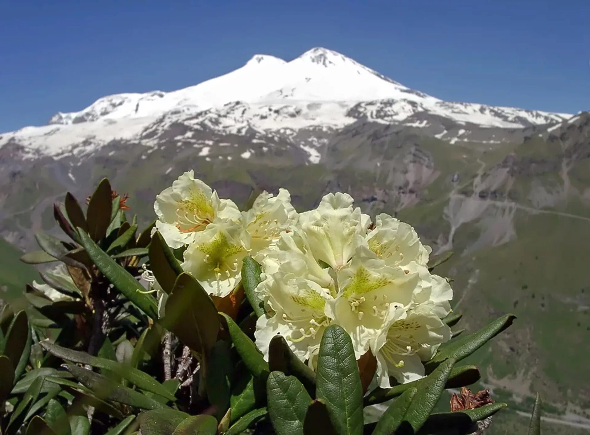 Северная осетия цветы. Рододендрон Эльбрус. Рододендрон кавказский высокогорный. Рододендрон кавказский Чегет. Рододендрон Домбай.