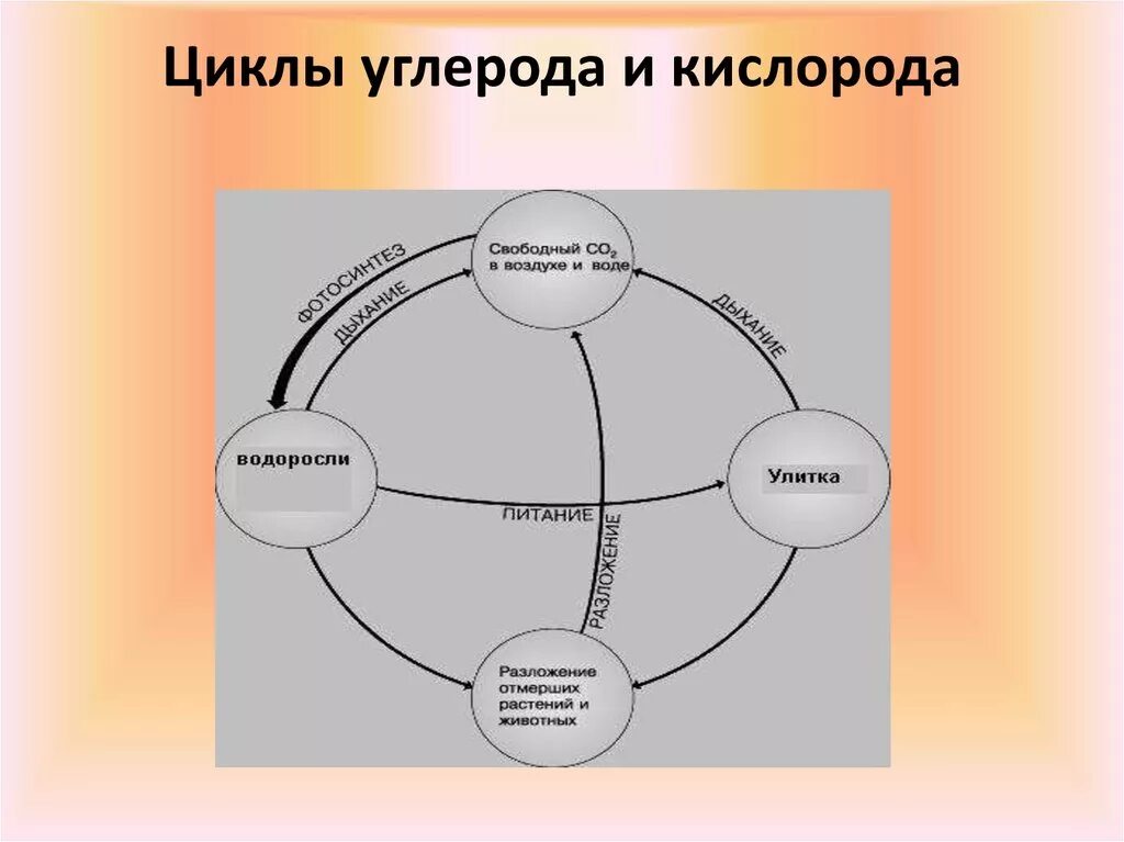 Углерод легче кислорода. Цикл углерода схема. Круговорот углерода и кислорода схема. Круговорот углерода и кислорода. Круговорот углерода и кислорода в природе.