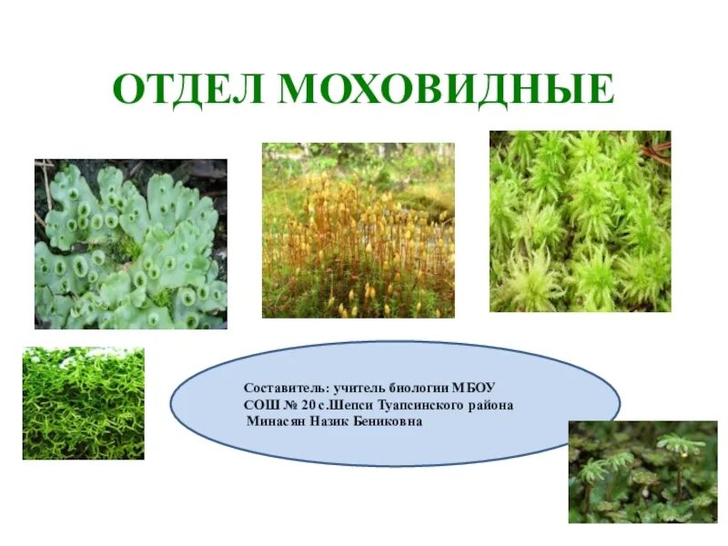 Моховидные таблица. Отдел Моховидные представители. Отдел Моховидные классификация. Представитель отдела растений Моховидные. Примеры растений группы мхов