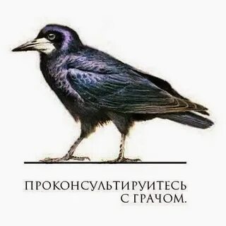 Грач аудиокнига