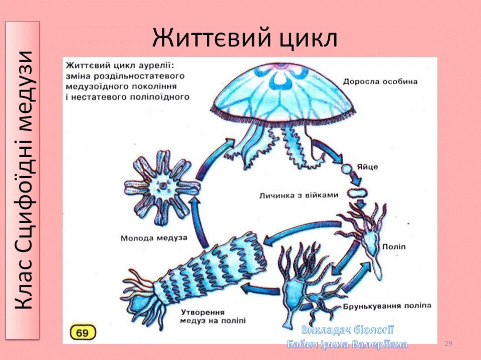 Стадия жизненного цикла медузы. Жизненный цикл медузы Аурелии схема. Жизненный цикл медузы Аурелии. Жизненный цикл Аурелии. Жизненный цикл Аурелии схема.