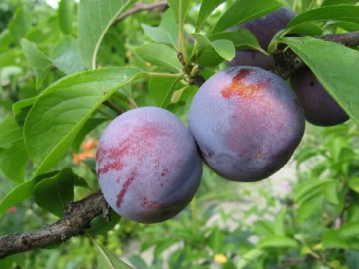 Домашняя слива сорт. Ренклод альтана. Слива волжская красавица опылители. Слива алтайская синяя. Слива сорт этюд.