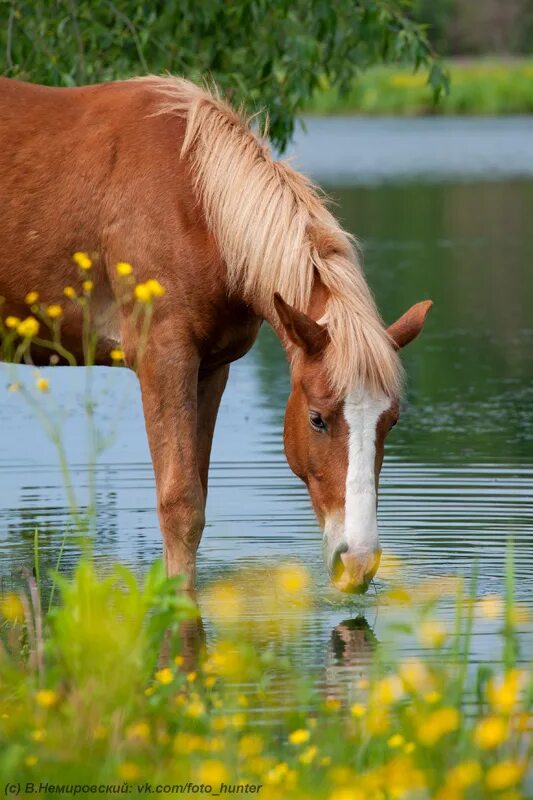 Лошади на природе. Кони летом. Лошади лето. Луг с лошадьми. Еремей распрягальник.