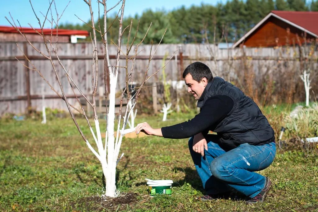 Чем обработать саженец. Весенняя побелка плодовых деревьев. Побелка деревьев на даче. Садовая побелка для деревьев. Побелка штамбов деревьев в саду.