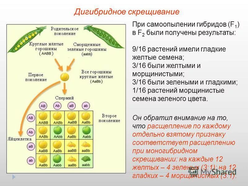 Сколько фенотипов при самоопылении