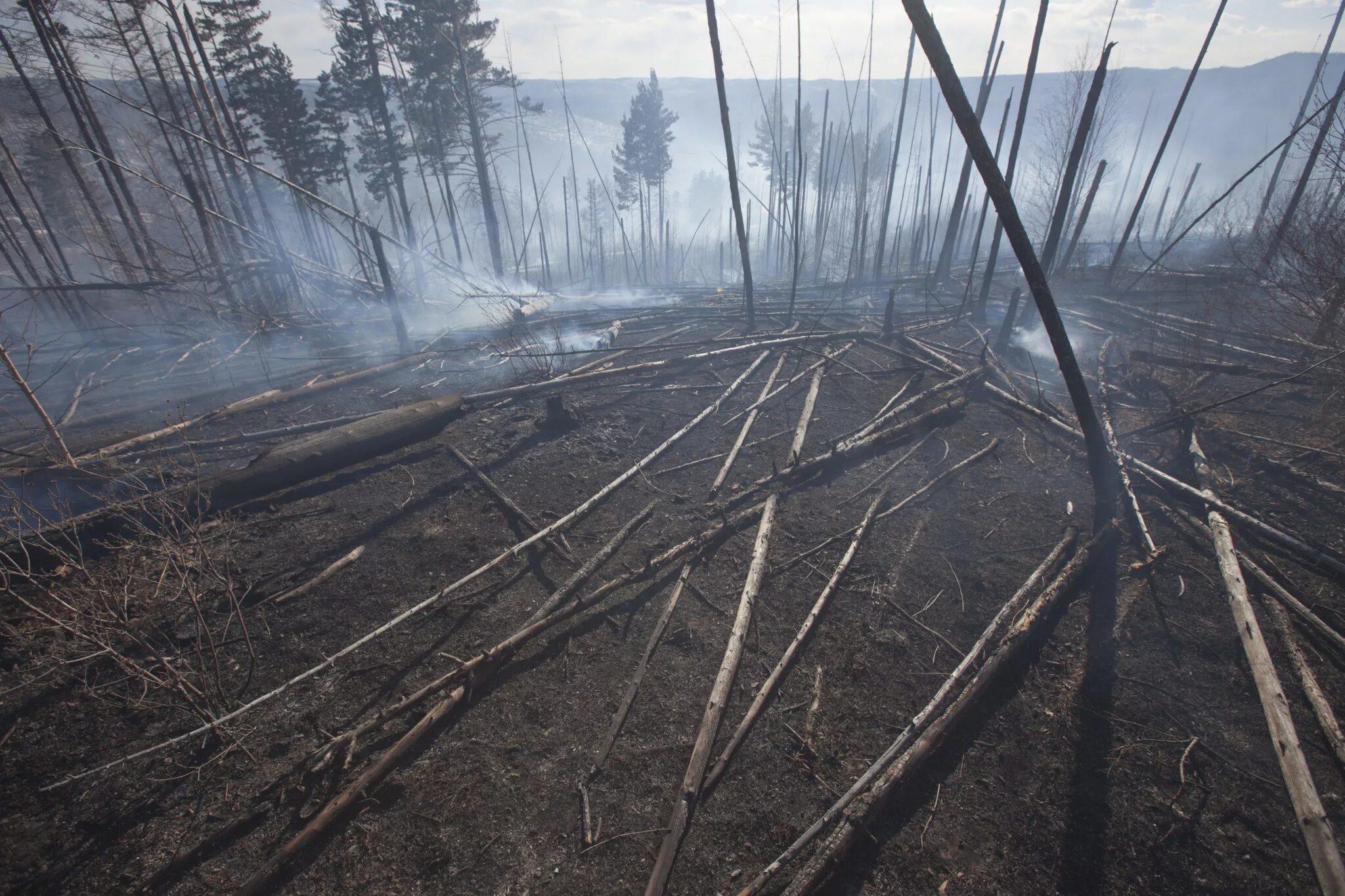 Хвойный пожар. Лес после пожара. Хвойный лес после пожара. Природа после пожара. Выжженный лес.