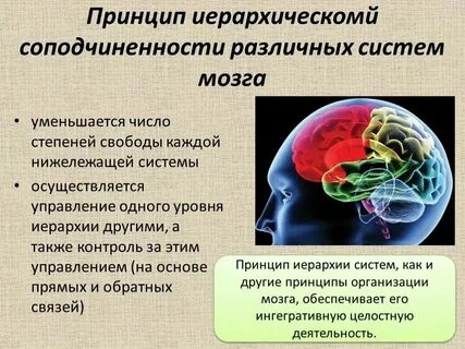 Функциональная система мозга