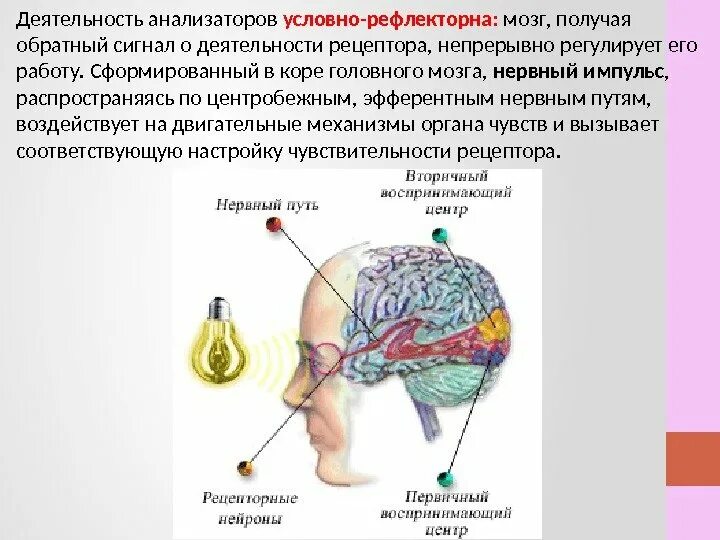 Рефлекторная деятельность головного мозга