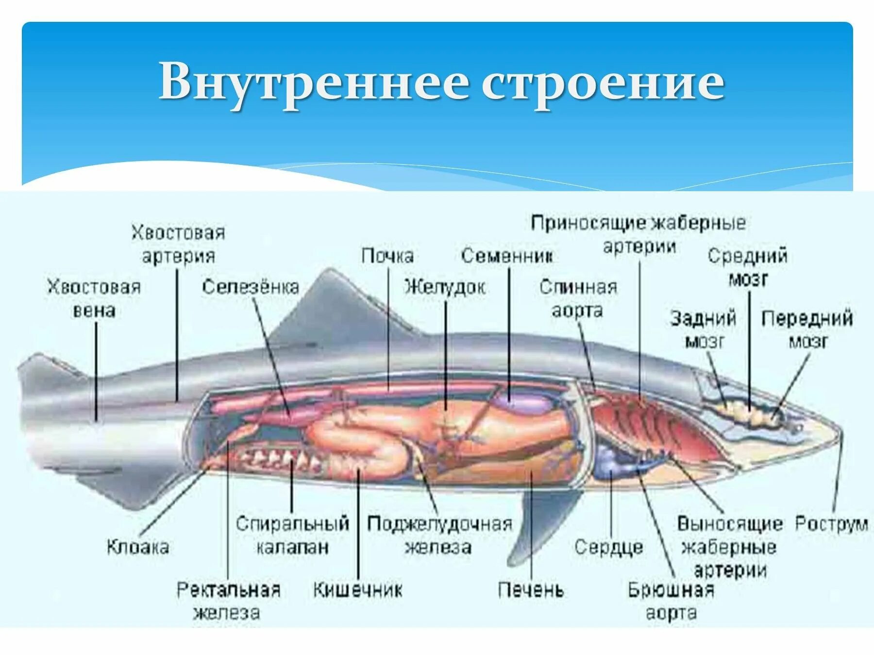 Внутреннее строение акулы. Осетровые рыбы внутреннее строение. Пищеварительная система хрящевых рыб. Внутреннее строение осетра схема.