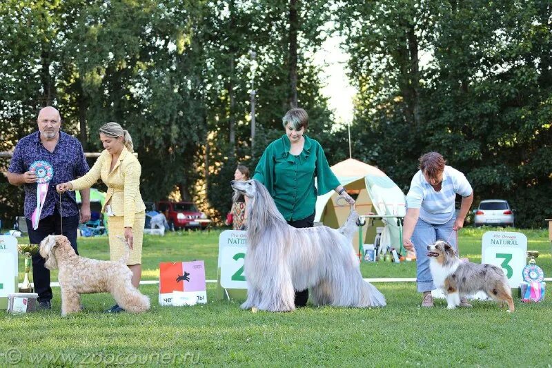 зоокурьер выставки собак в спб 2024. группы выставочных собак. выставка собак 26 марта. зоокурьер выставки собак в спб 2024. зоокурьер выставки собак.