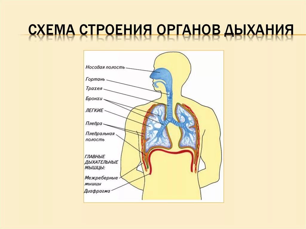 Органы обеспечивающие дыхание человека