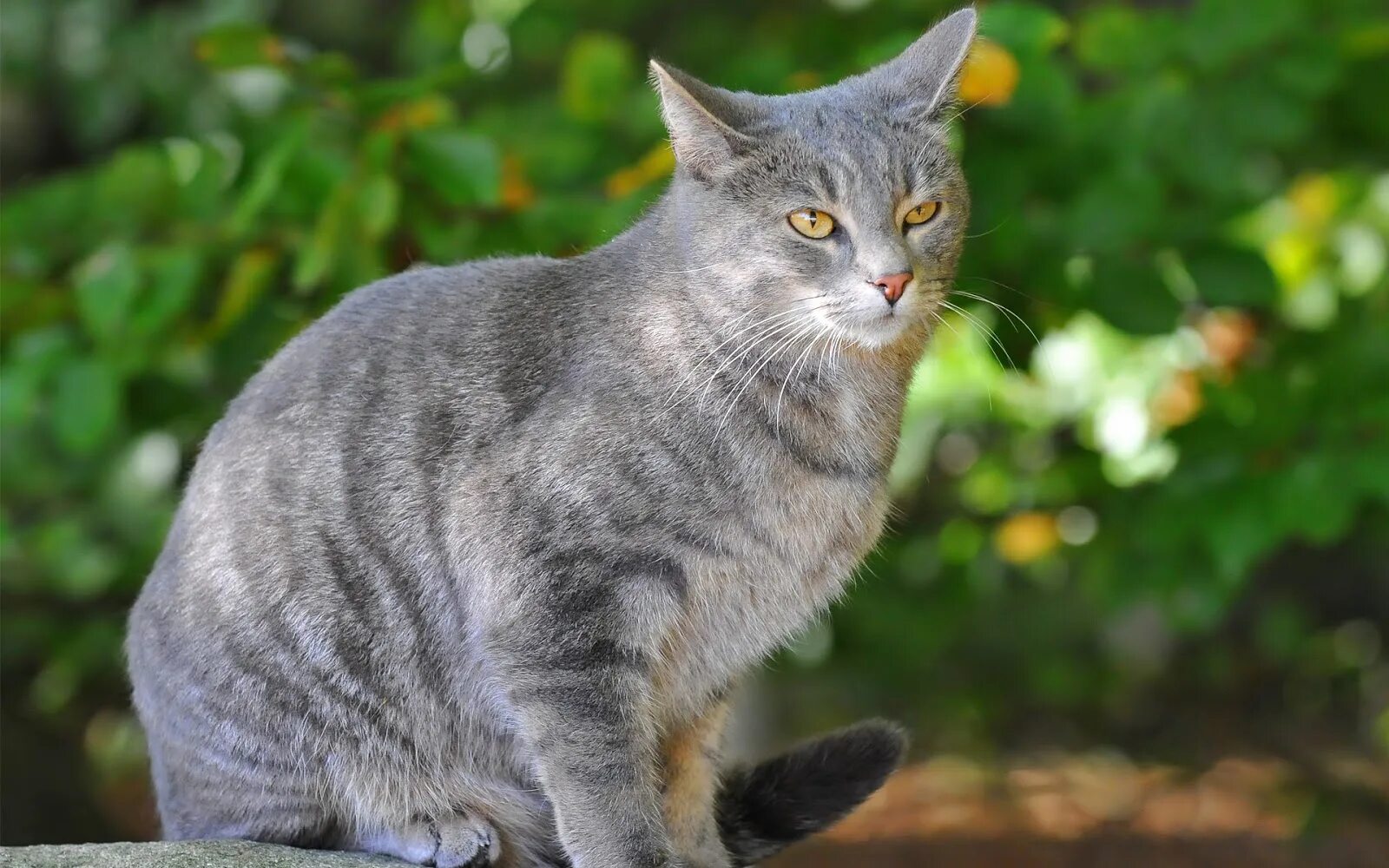 Порода кошек д. Шартрез полосатый. Шартрез кот полосатый. Сибирский голубая кошка короткошерстная. Австралийский дымчатый кот.