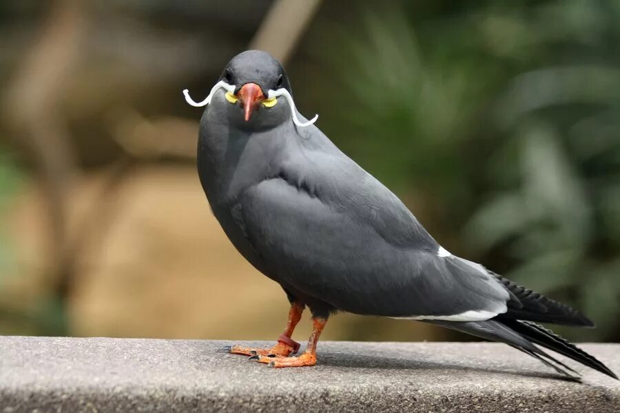 Птицы австралии страус эму. Look those birds. Northern cardinal. Атлантический тупик. Look those birds.