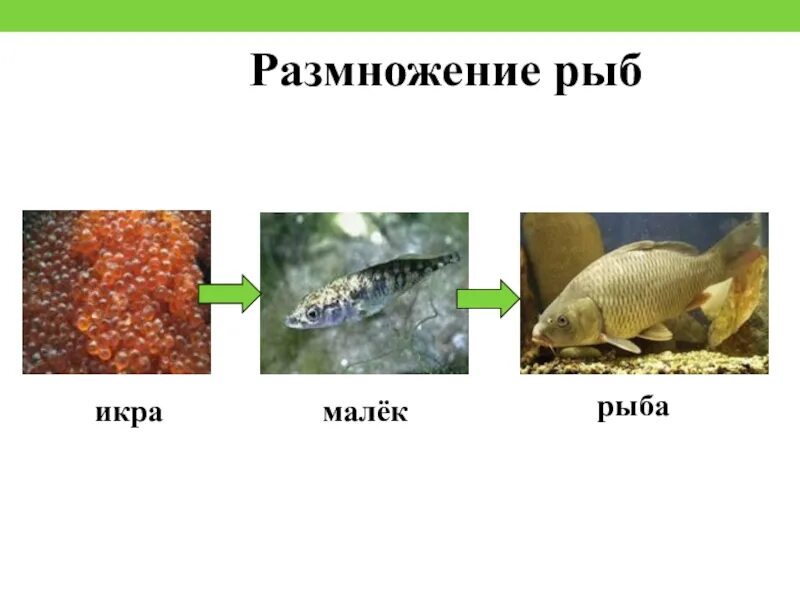 Икринка малек рыба. Схема развития рыбы. Этапы размножения рыб. Этапы развития рыбы. Размножение животных рыбы