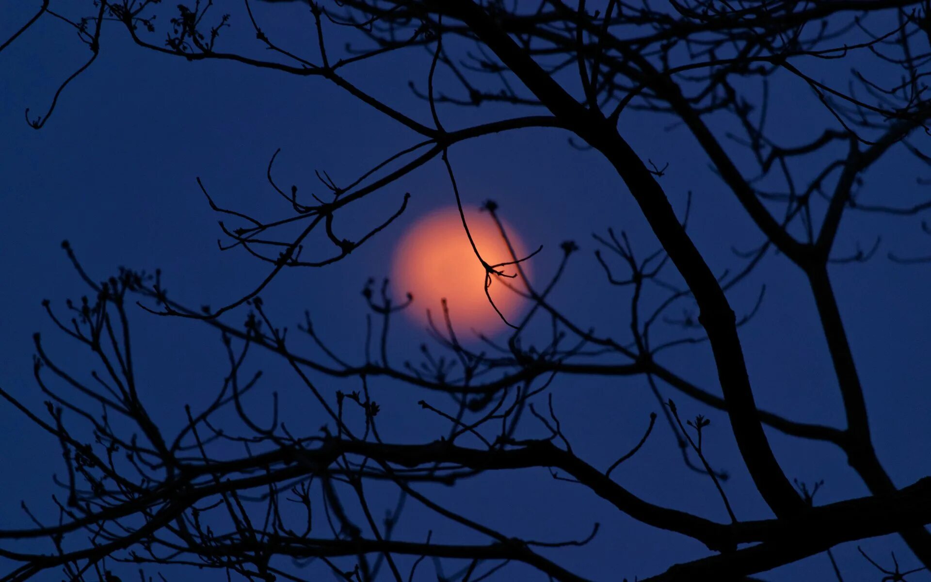 Луна сквозь деревья. Ветви деревьев ночью. Ветка дерева. Дерево ночью. Ветка дерева ночью.