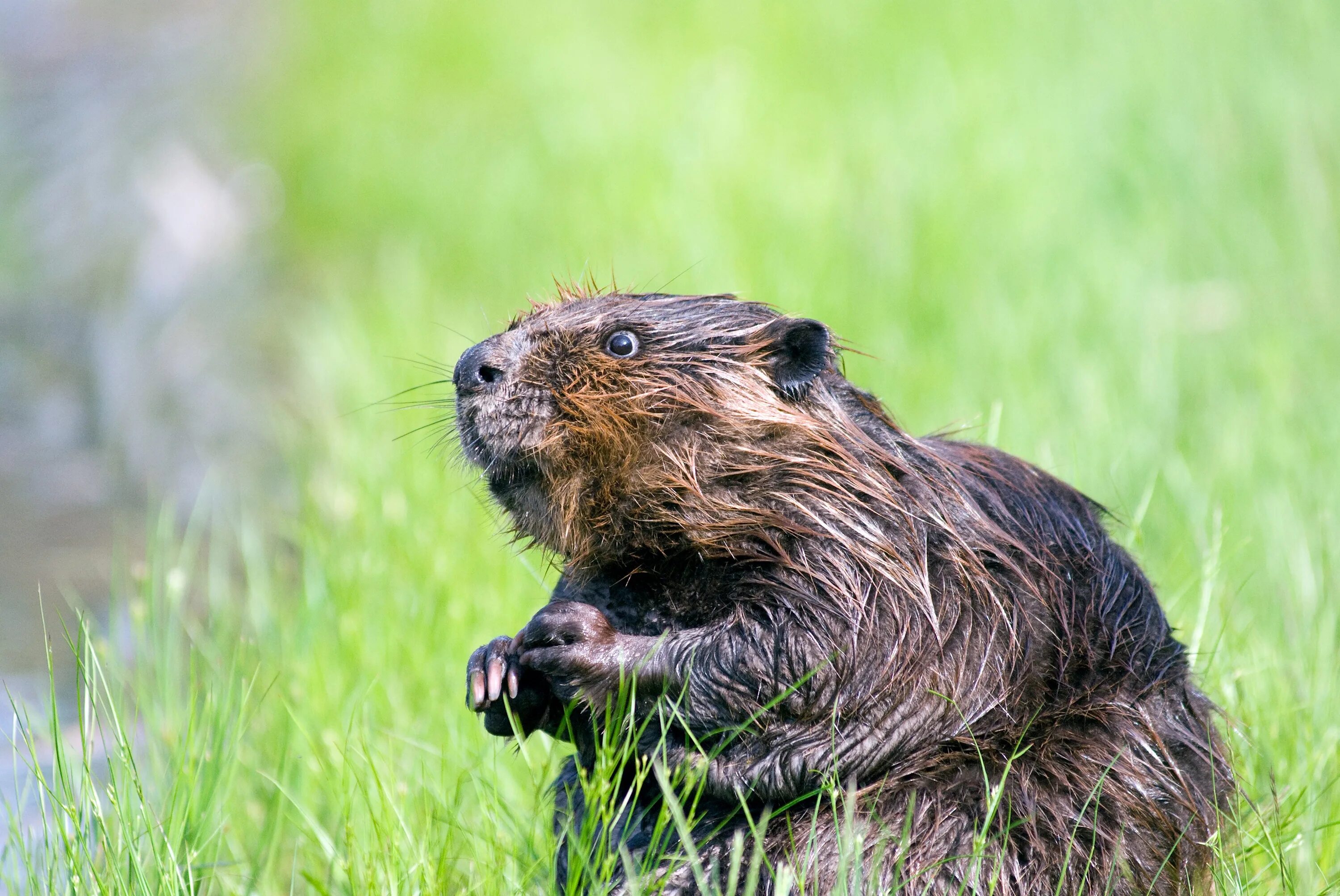 Канадский Бобр (Castor canadensis). Ондатра и бобер. Бобры ондатры выдры. Бобр Речной обыкновенный. Известно что ондатра млекопитающее отряда грызунов