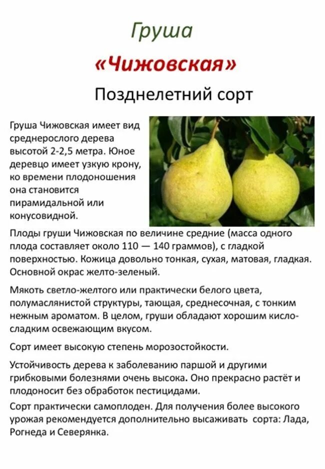 Груша чижовская описание сорта фото отзывы - Огородник.ру