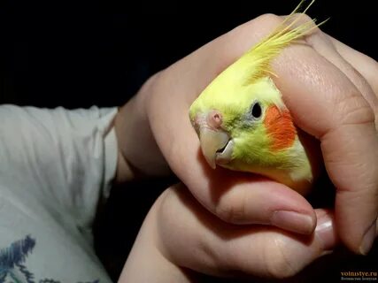 Аллергия на попугая