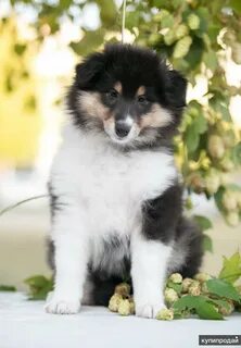 Колли щенок