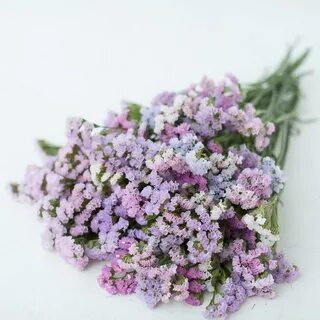 Статица семена