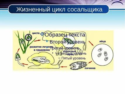 Класс сосальщики жизненный цикл