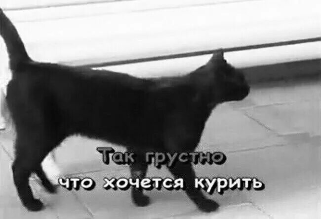 Миша гребенщиков хочешь закурить. Хочешь закурить караоке. Ваенга курю караоке. Ваенга курю караоке текст. Ваенга курю караоке.