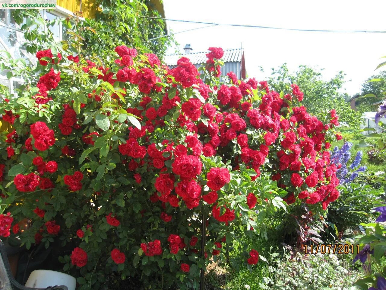 Розы в огороде. Плетистые розы похожие на шиповник.