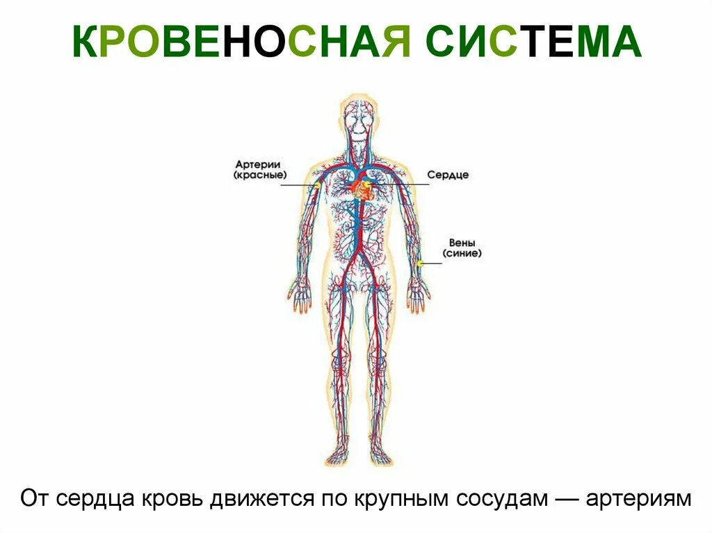 Кровеносная система человека состоит из. Кровеносная система человека схема 3 класс. кровеносная система человека 4 класс окружающий мир схема. строение кровеносной системы человека схема 3 класс. кровеносная система 3 класс окружающий.