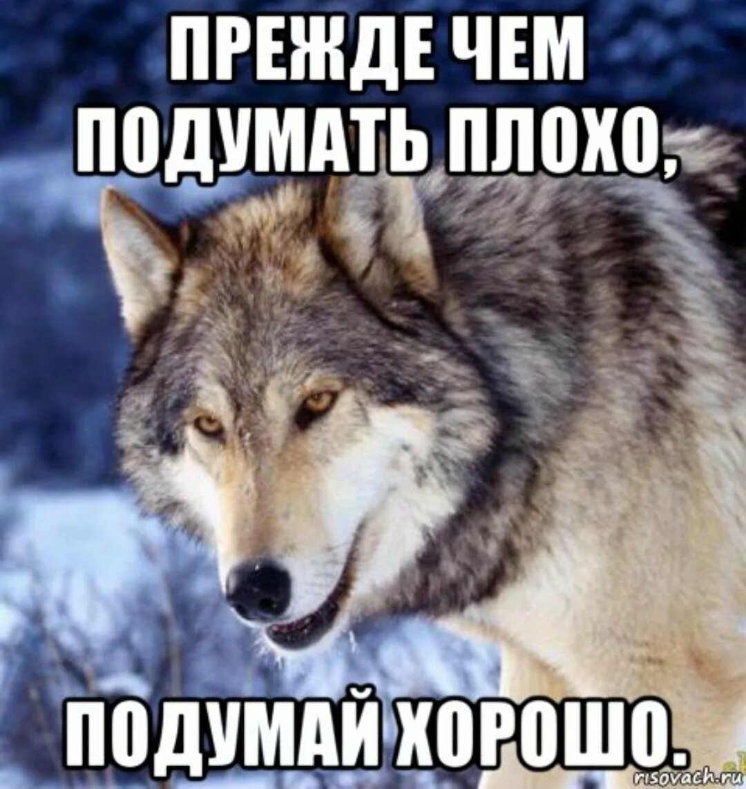 Волк Мем. Воля Мем. Мемы с волками. Волк это волк Мем. Хорошо подумать прежде чем