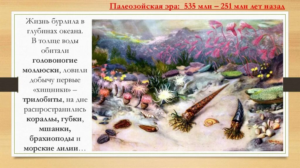 Палеозойская эра биология 9 класс. Морские лилии палеозойской эры. Головоногие моллюски палеозойской эры. Брахиопода Палеозойская. Палеозойская Эра общая картина суши.