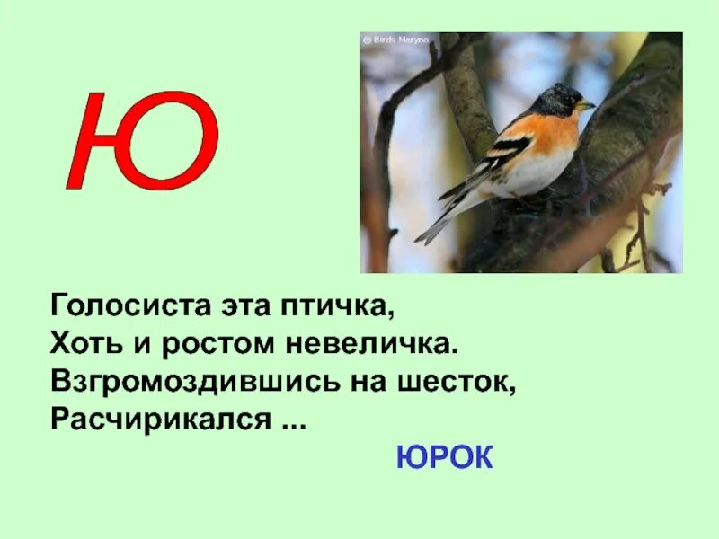 Какой зверь на ю. Животное на букву ю. зверь на букву ю. загадки про животных на букву ю. птица на букву ю.