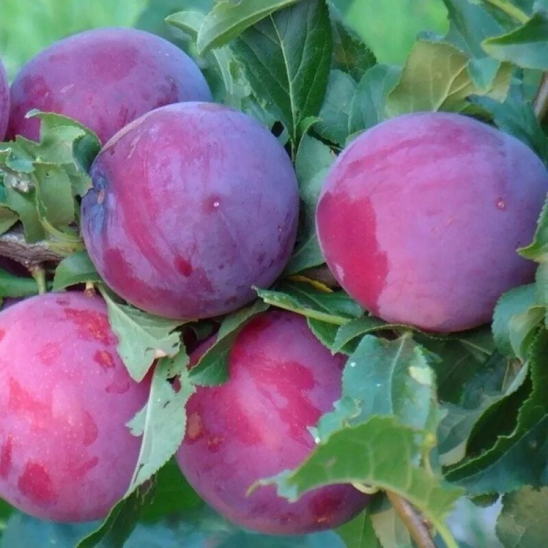 Сорт кубань. Слива алыча кубанская комета. слива русская (алыча) кубанская комета. сорт алычи кубанская комета. алыча крымская комета.