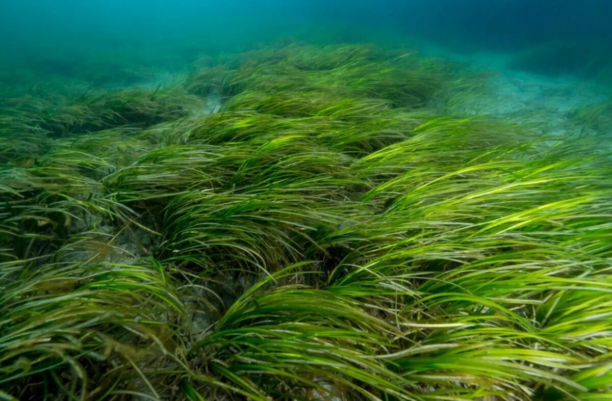 Водоросли и свет. Зеленые водоросли Chlorophyta. Arthrospira водоросли. Зостера водоросль. Перидиниевые водоросли.