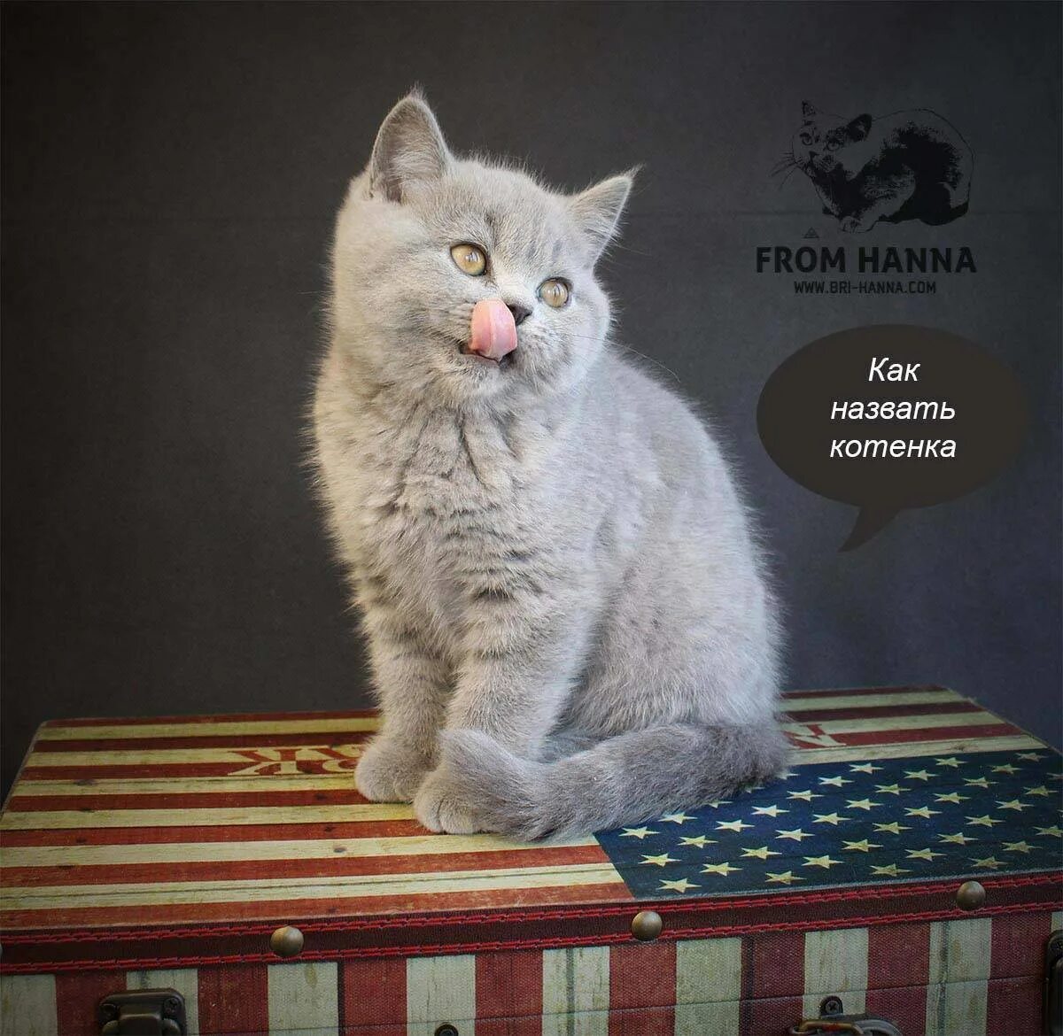 Идеи для имени кота