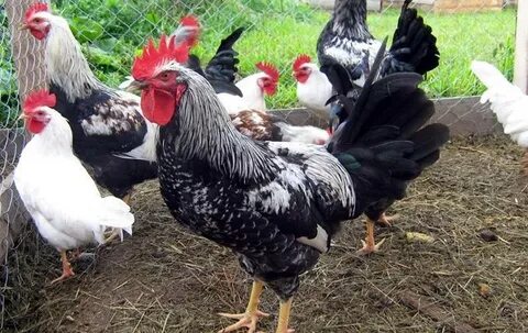 Куры котляревские описание породы отзывы